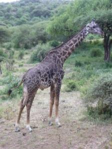 ...außerdem: Giraffen