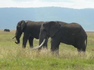 2. Safaritag: Ngorongoro-Krater